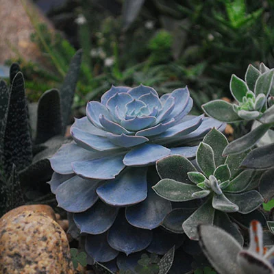 魔法与策略的奇幻交响：《Clash 魔法猫》全方位深度解析