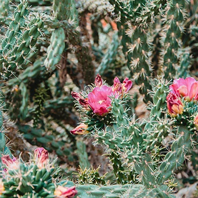 突破网络封锁：服务器科学上网的终极实践指南