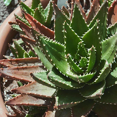 全平台畅行指南：Mac 与 Android 上科学上网与智能切换配置详解