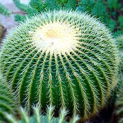 iOS设备使用vmess链接的全流程详解：从获取到稳定连接的实用指南