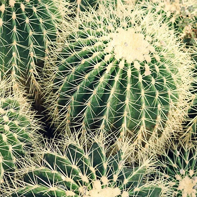 3月24日|20M/S，Clash节点/Shadowrocket节点/SSR节点/V2ray节点|免费订阅机场|每天更新免费梯子